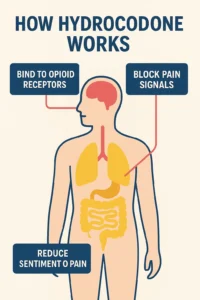 Hydrocodone working infographics
