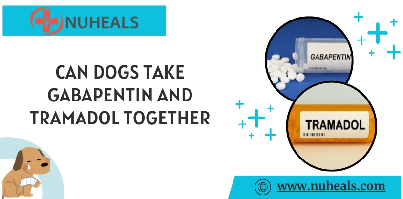 Can Dogs Take Gabapentin and Tramadol Together Alt Text